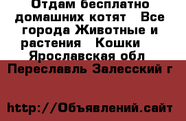 Отдам бесплатно домашних котят - Все города Животные и растения » Кошки   . Ярославская обл.,Переславль-Залесский г.